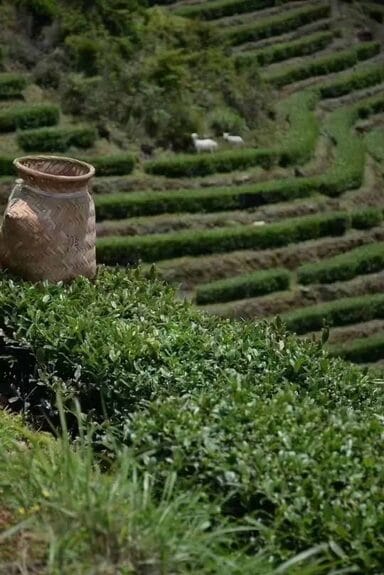 A woven bamboo basket rests among rows of lush green tea plants on the terraced hills of Anxi Tea Estate.