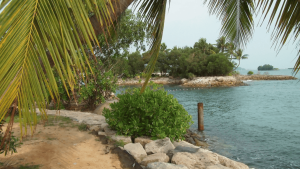Tropical coastal view at Sentosa with palm trees, a sandy path, rocky shoreline and calm blue sea.
